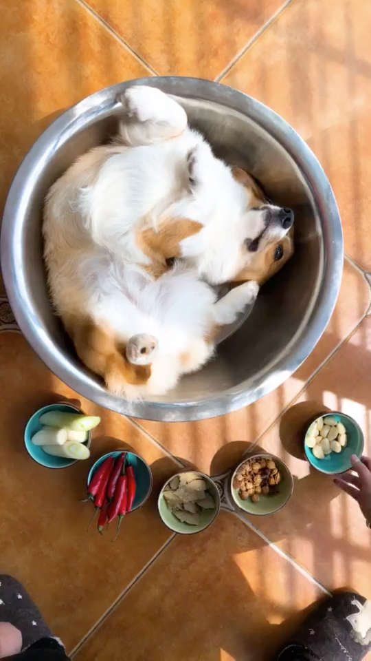 炖狗肉啦,新鲜出炉的柯基狗肉汤,赶快来尝尝9898