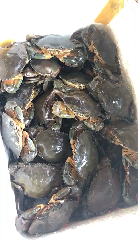 野生大红膏鲟,在肥美的季节一定不能不错