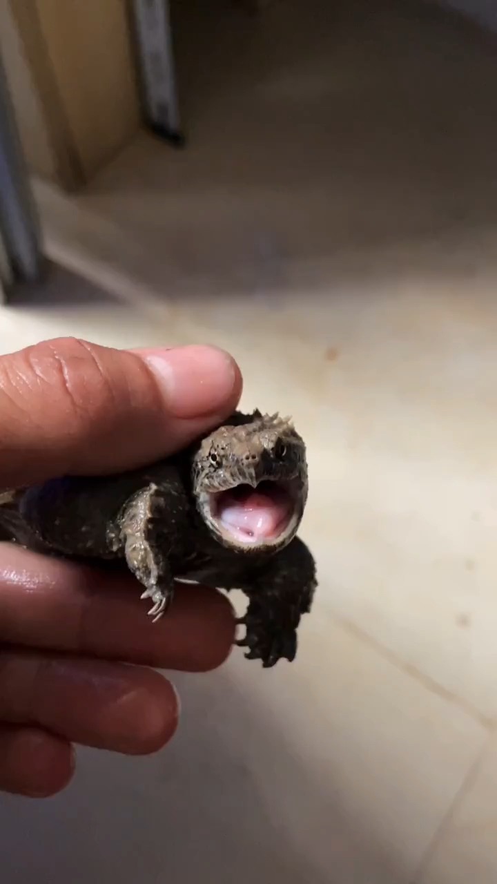 鳄龟的咬合力最大可达1000磅左右,可以轻松咬断骨头