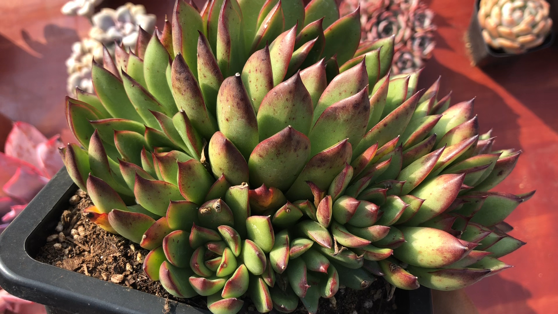 多肉# 圣诞东云 大小约18cm 8892