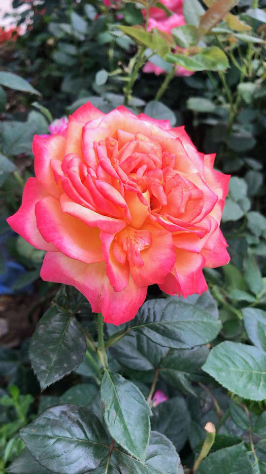 漂亮的月季95来啦!最后一朵会被惊艳到哦!