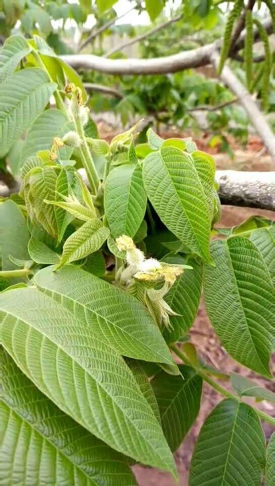 文玩核桃开花了!