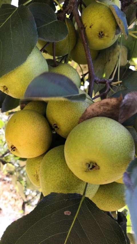 小酸梨 硕果累累没人摘( 610307 06 610614 )