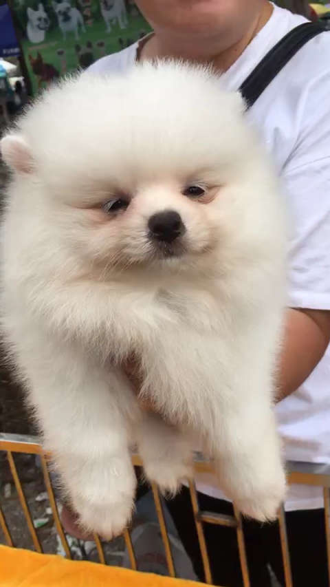 精品球体爆毛博美.喜欢的加主页微信