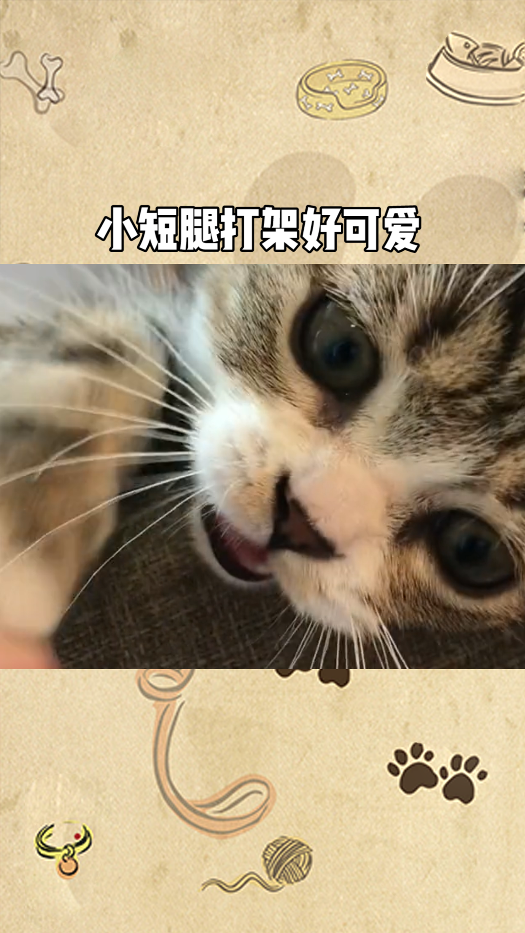 小短腿打架好可爱