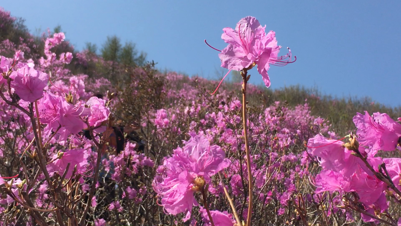 承德丰宁漫山遍野映山红开
