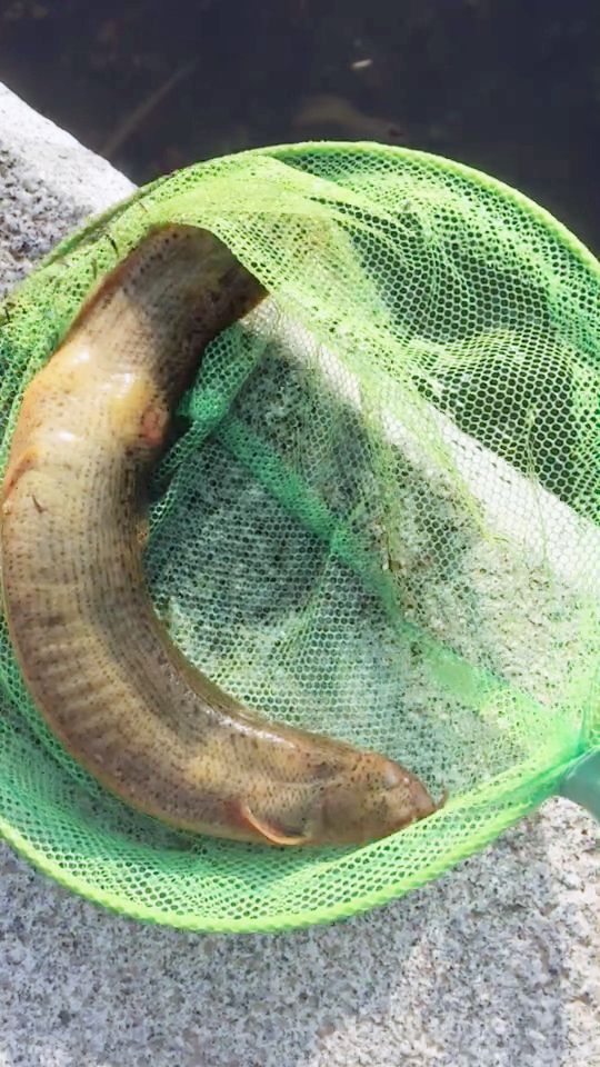 捞到一条大泥鳅