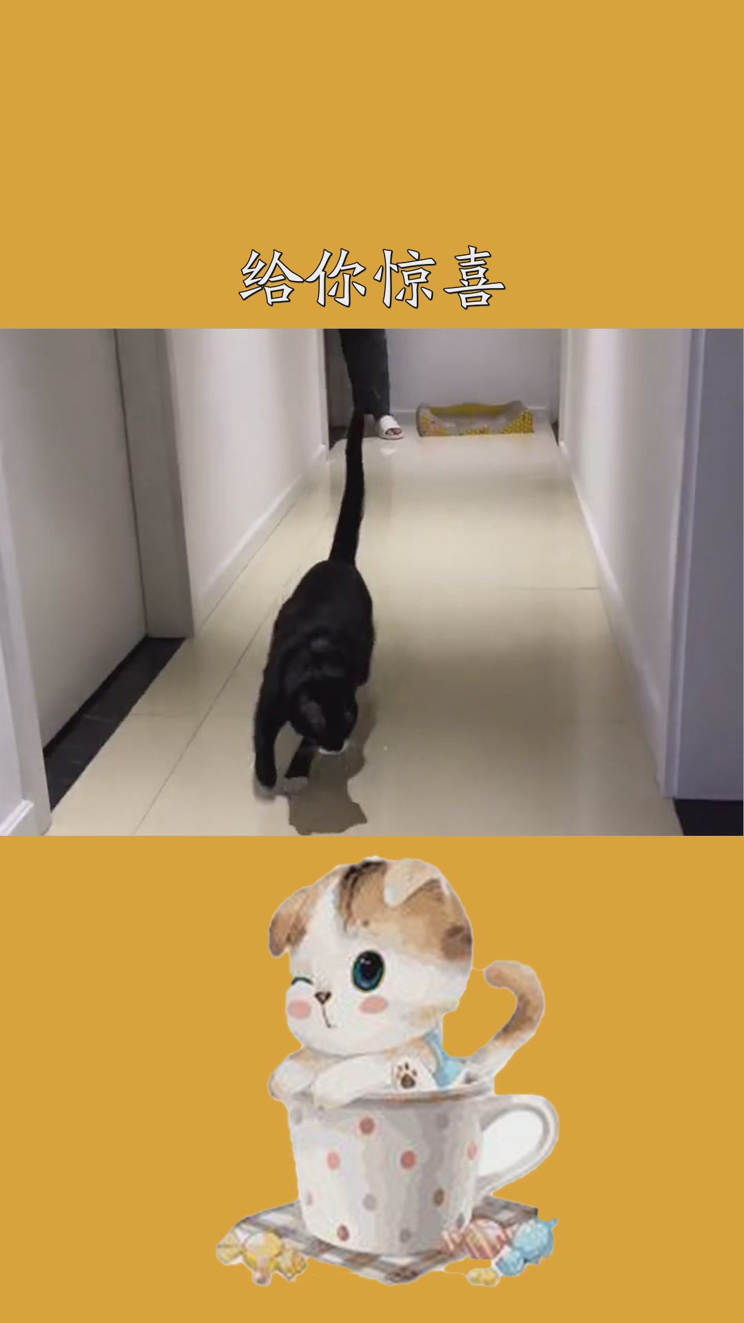 给你惊喜2021新春日记爱宠治愈季全网第一搓脚猫 #求一个神评加特