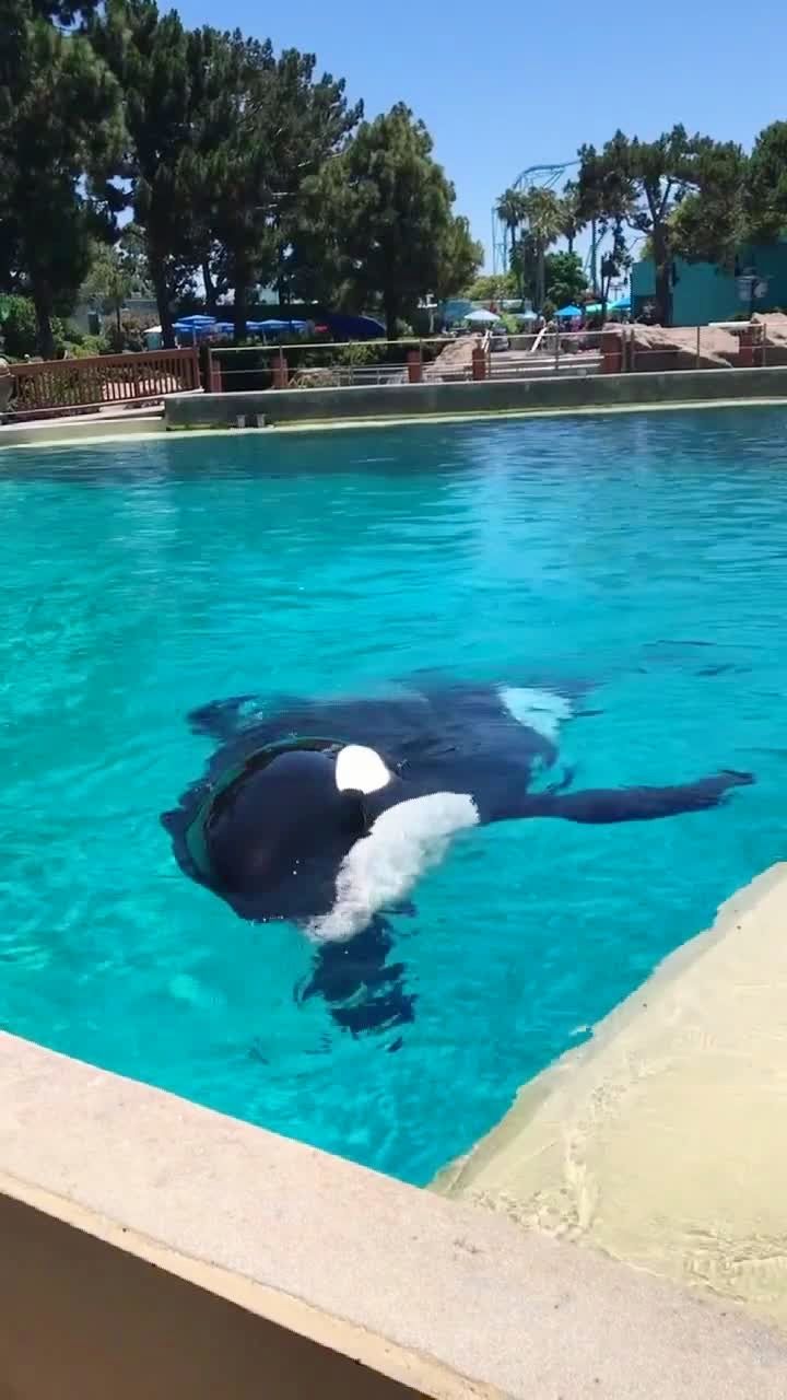 虎鲸宝宝伤心了吗