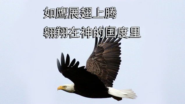 如鹰展翅上腾,翱翔在神的国度里,飞越所有艰难和风暴,单单注视祢荣耀