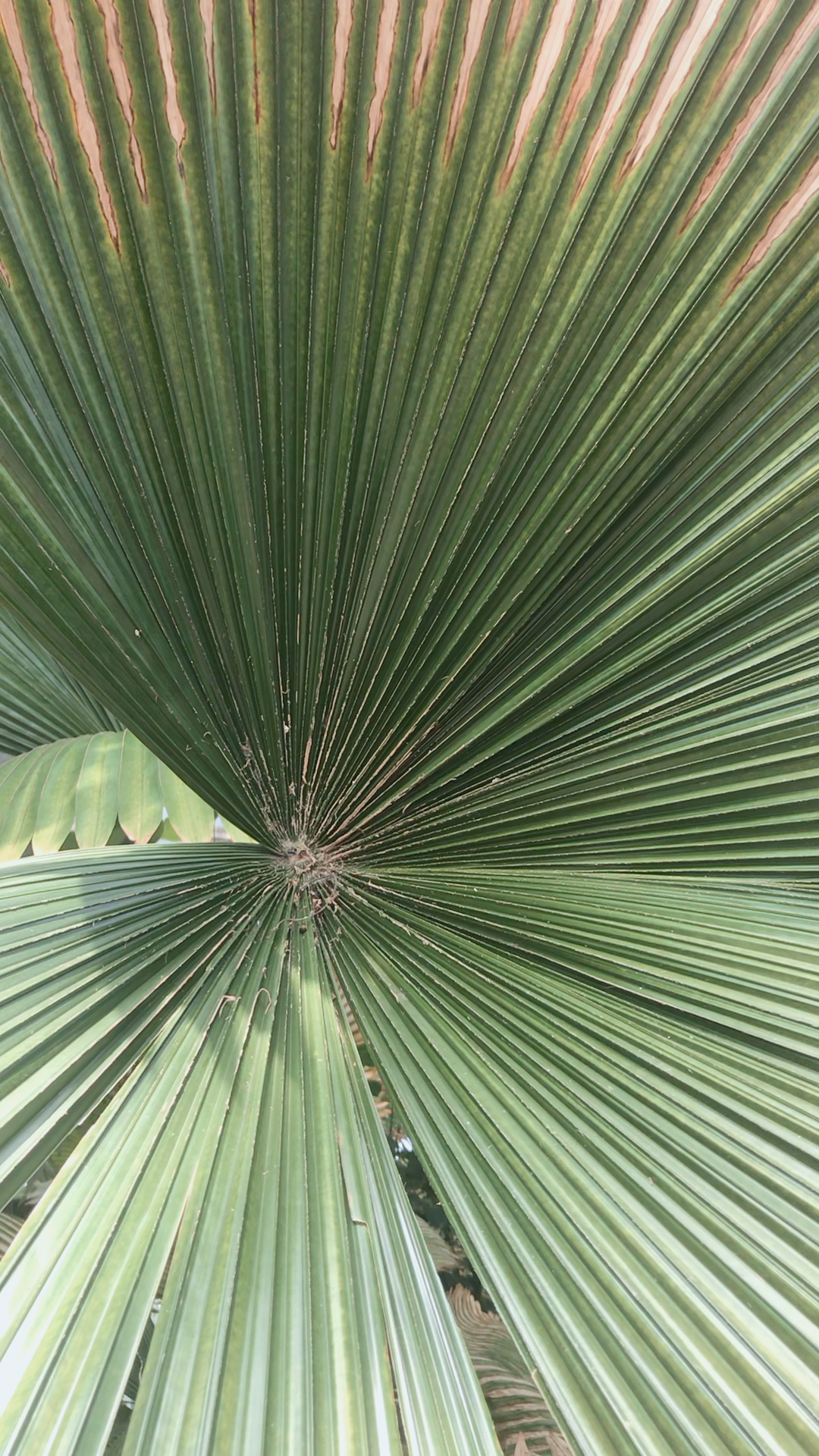 好大的扇子树本@{uid:1502349662339070,nick:经纪�%