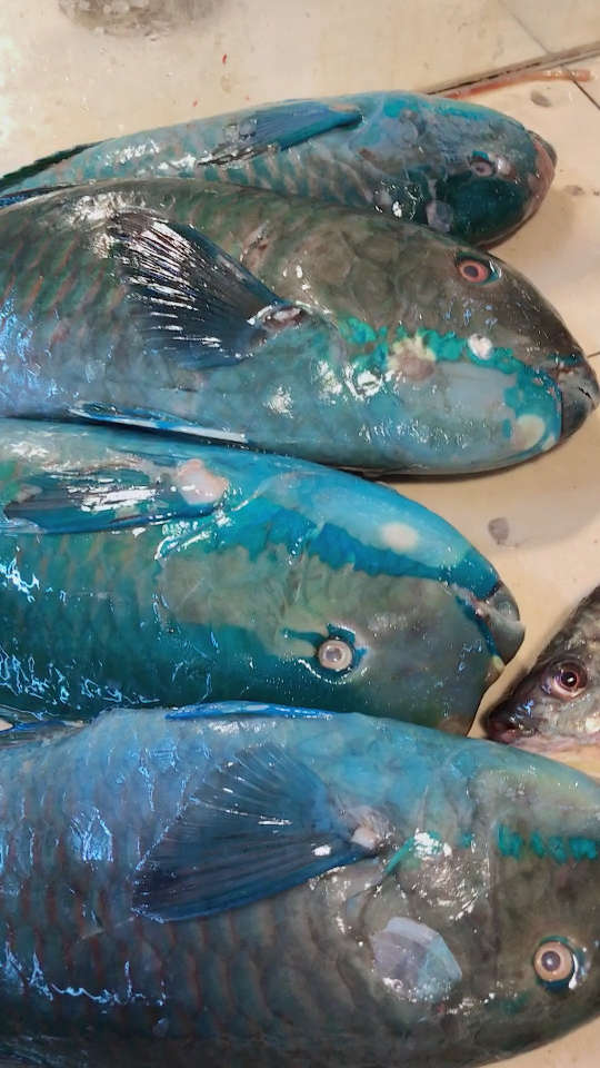 全活的,特新鲜呢!这条石斑鱼白15块钱一斤99