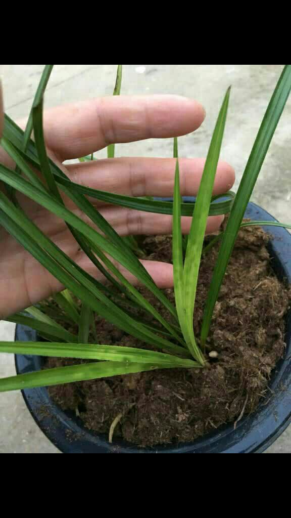 稀少的下山春兰青花斑 带花苞 比较另类吧 喜欢的联系 价格不贵 谢谢