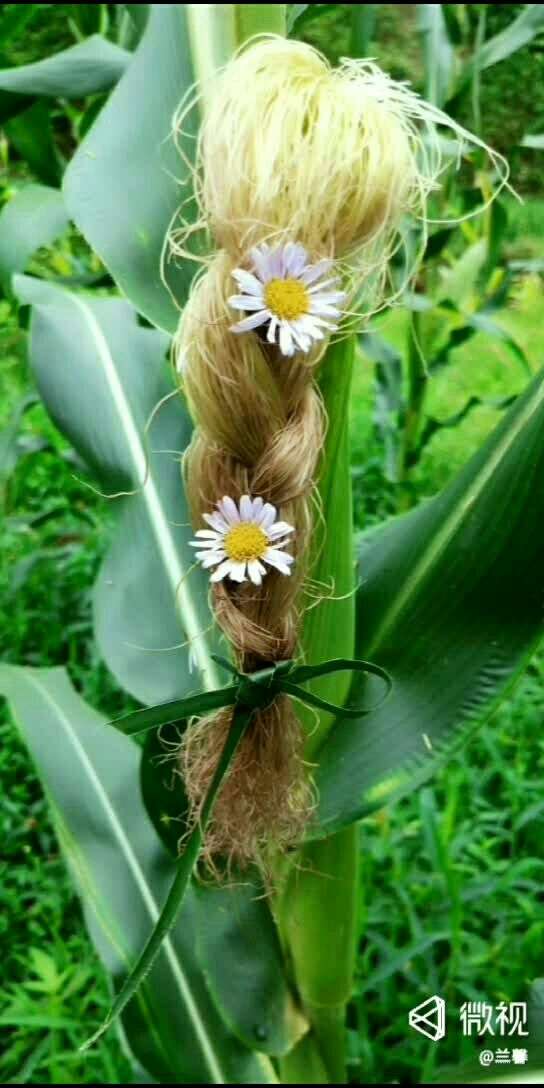 好看的玉米姑娘*^_^*94