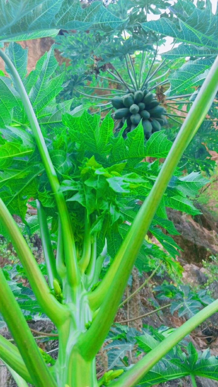 牛奶木瓜的木瓜树与木瓜,也叫杨茄子,傣族叫马蒜萢!989898