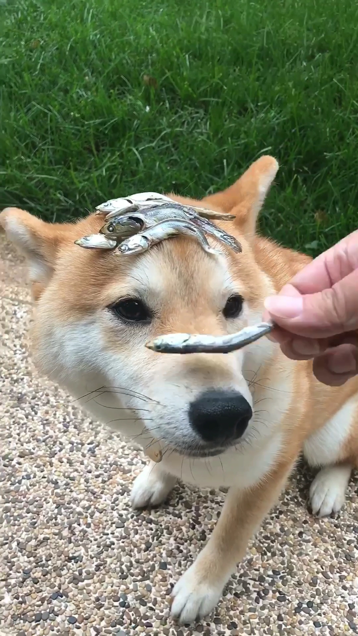 柴犬小春挑战头顶10条小鱼干儿90@{uid:1502349662339070,nick:�%