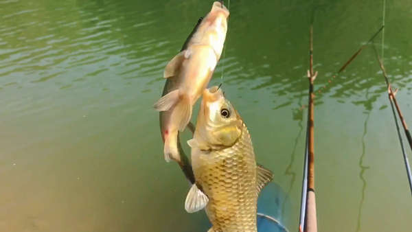 小凌河野钓,鱼获不错