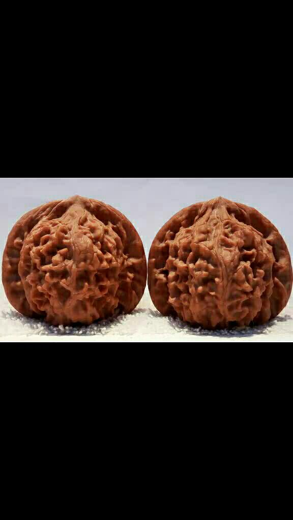 承德宽城野生马蹄狮子头,超级好皮质