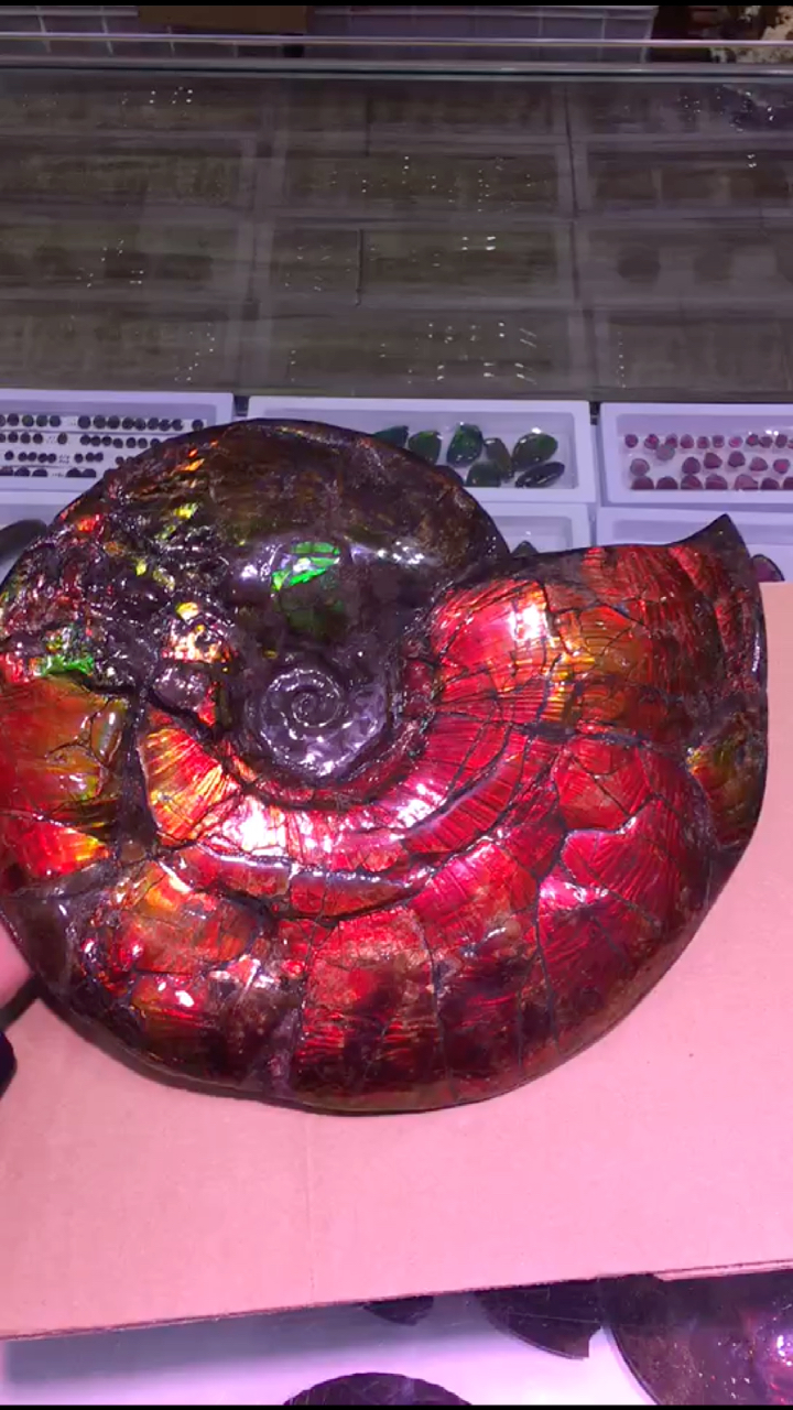 精美加拿大斑彩螺,颜色艳丽,招财纳福保平安,香港风水大师李居明推荐