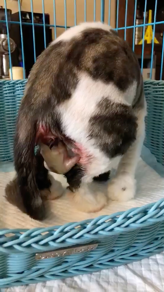 你们见过猫咪生宝宝的瞬间吗