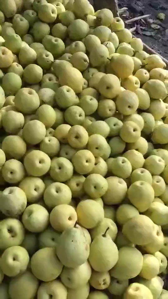 金川又香又甜历史优久的鸡腿梨外面的世界有多少人知道它内在的美!
