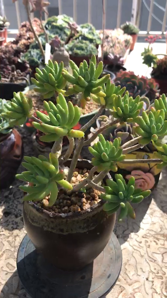 八千代造型老桩