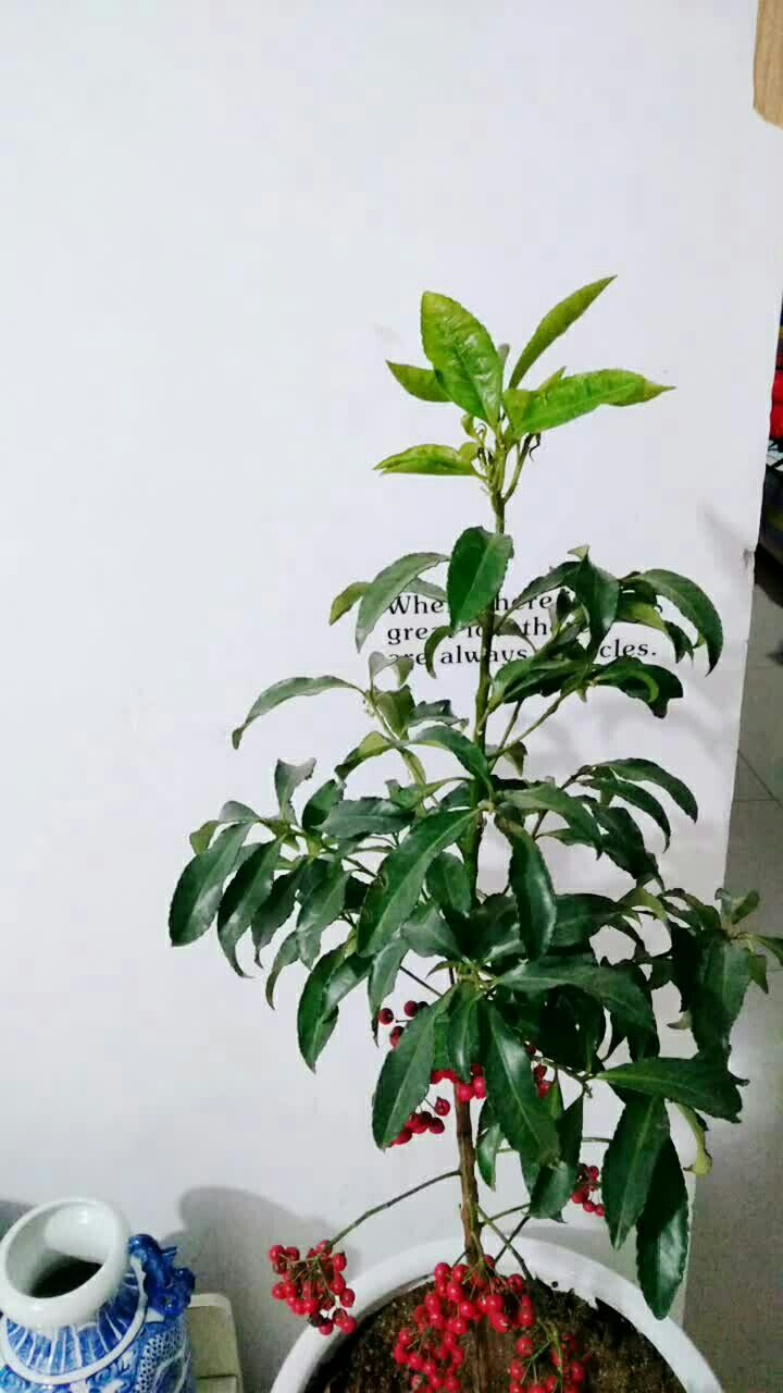 腰缠万贯